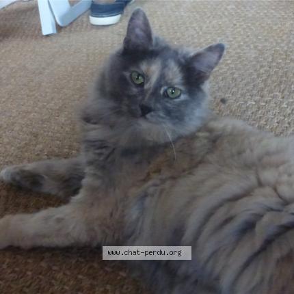 Foto 1/1 MILA Chat perdido en Coutances