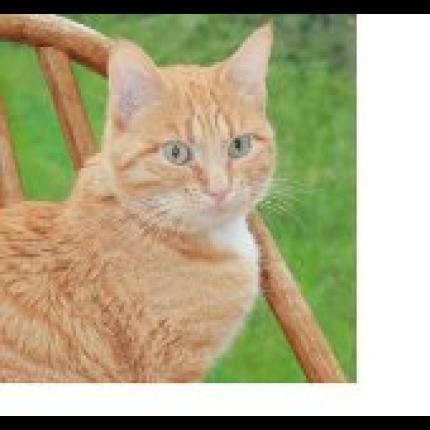 Foto 1/1 Garp Chat perdido en Toulouse