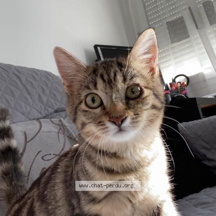 Foto 1/1 Shana Chat perdido en Paris