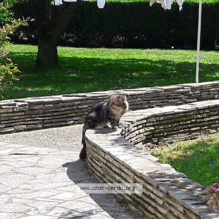 Foto 1/1 Gato encontrado Encontrado en Bailly carrois grandpuits