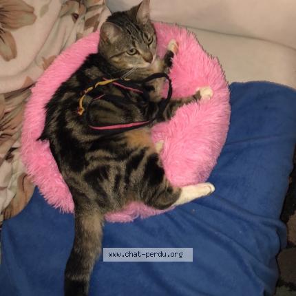 Foto 1/1 Nala Chat perdido en Pusignan