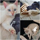 Foto del gato perdido en Riez