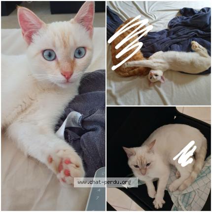 Foto 1/1 Loki Chat perdido en Riez