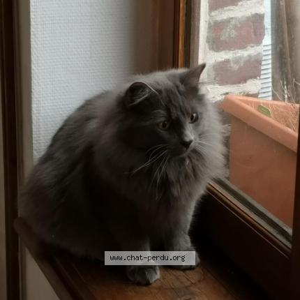 Foto 1/1 LILO Chat perdido en Mouvaux