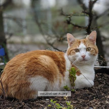 Foto 1/1 Caramel Chat perdido en Maizieres les metz