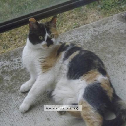 Foto 1/1 Clémentine Chat perdido en Dijon