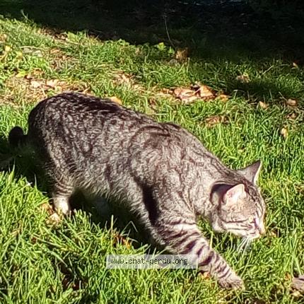 Foto 1/1 Nino Chat perdido en Aurimont