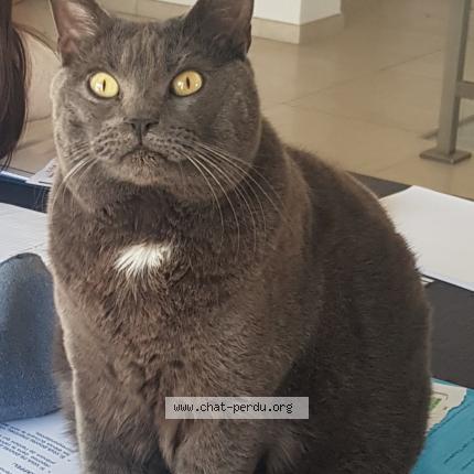 Foto 1/1 Oliver Chat perdido en La ciotat