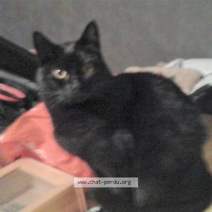 Foto 1/1 Sol Chat perdido en Grenoble