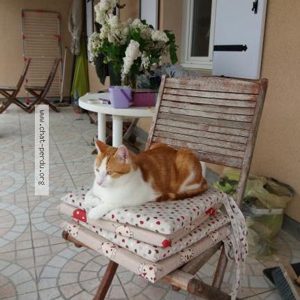 Foto 1/1 ROX Chat perdido en Montmorillon