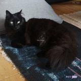 Foto del gato perdido en Pontarlier