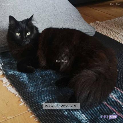 Foto 1/1 Kiara Chat perdido en Pontarlier