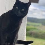 Foto del gato perdido en Chabreloche