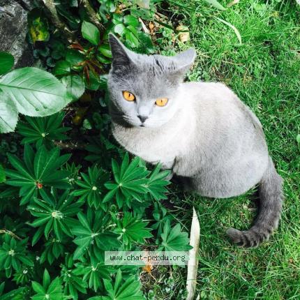 Foto 1/1 Jelly Chat perdido en Taverny