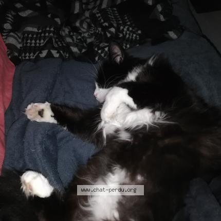 Foto 1/1 Marley Chat perdido en Rochefort