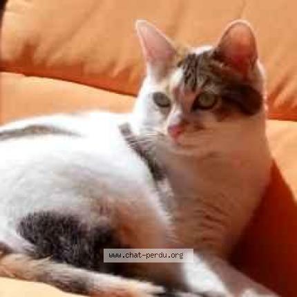 Foto 1/1 Melba Chat perdido en Malzeville