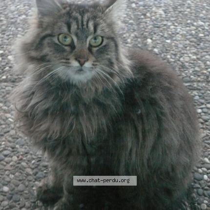 Foto 1/1 Chipie Chat perdido en Saint avold