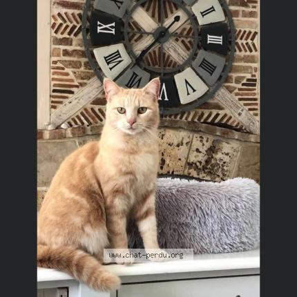 Foto 1/1 OPALINE DIT MIMINE Chat perdido en Roinville