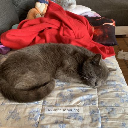 Foto 1/1 Simba Chat perdido en Bas mauco