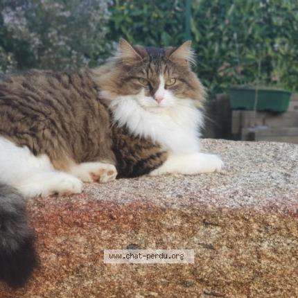 Foto 1/1 Hélios Chat perdido en Saint jean de braye