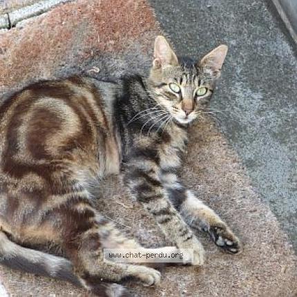 Foto 1/1 Fidji Chat perdido en Pechaudier