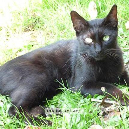 Foto 1/1 Enzo Chat perdido en Pechaudier