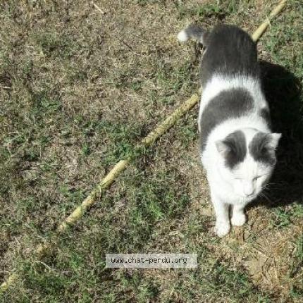 Foto 1/1 NORMAN Chat perdido en Pont saint esprit