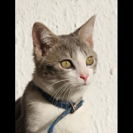 Foto 1/1 Charly Chat perdido en Angers