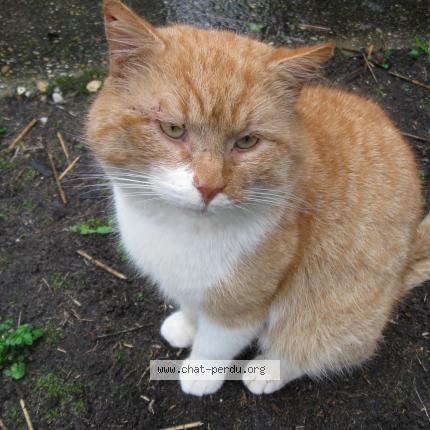 Foto 1/1 Gromi Chat perdido en Carcans