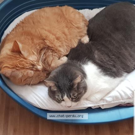 Foto 1/1 ÉCLIPSE Chat perdido en Chazelles sur lyon