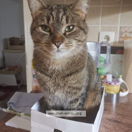 Foto 1/1 SMILEY Chat perdido en Octeville sur mer