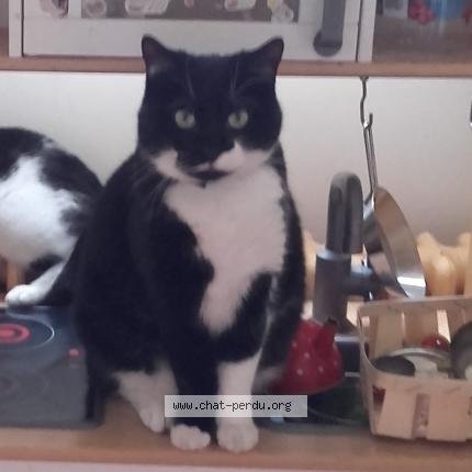 Foto 1/1 Tapsy Chat perdido en Rosny sous bois