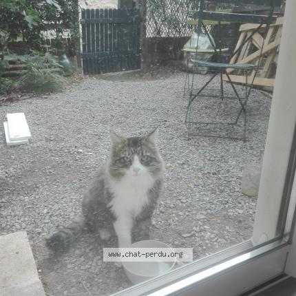 Foto 1/1 Vox Chat perdido en Nimes