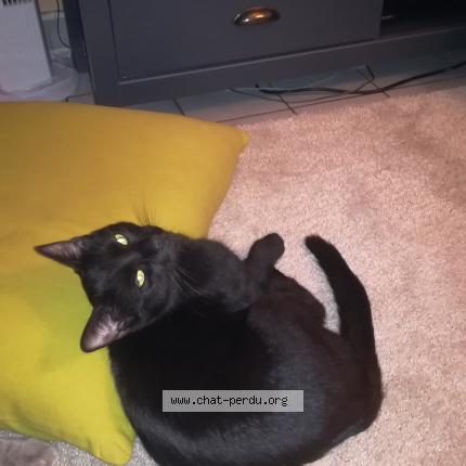 Foto 1/1 Atem Chat perdido en Pont de claix