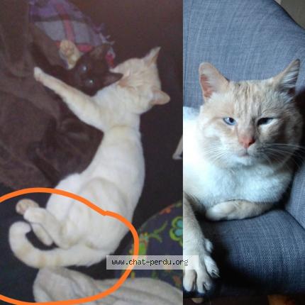 Foto 1/1 Cocaïne "coca" Chat perdido en Moncoutant sur sevre