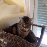 Foto del gato perdido en Angers