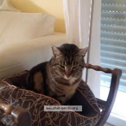 Foto 1/1 Hiro Chat perdido en Angers