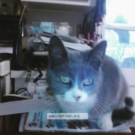 Foto 1/1 mister Chat perdido en Laval