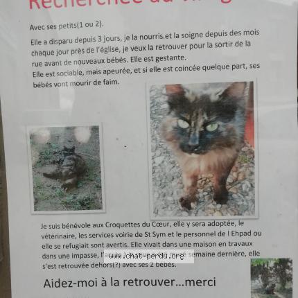 Foto 1/1 Tresor Chat perdido en Saint symphorien de lay
