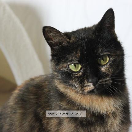 Foto 1/1 DIVINE Chat perdido en Saint marcel d ardeche