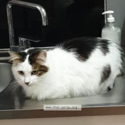 Foto 1/1 Mister Gingle Chat perdido en Montbrison