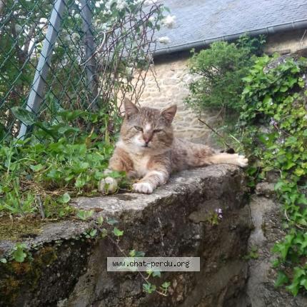 Foto 1/1 Nono Chat perdido en Saint nicolas du pelem