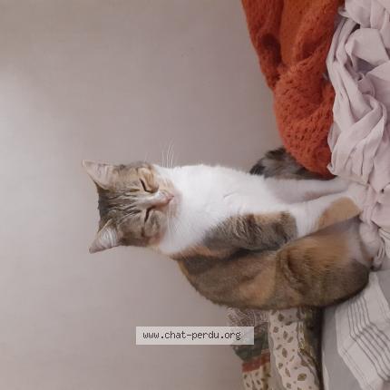 Foto 1/1 Cora Chat perdido en Saint nicolas du pelem