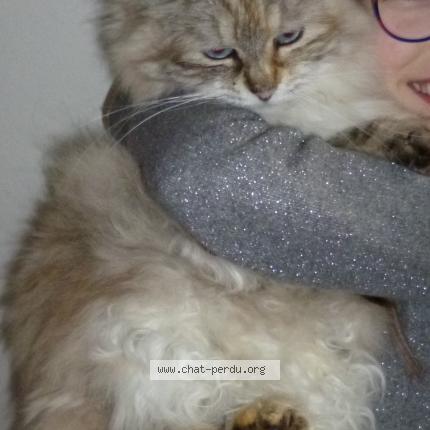 Foto 1/1 Kiera ou choupi Chat perdido en Cherbourg