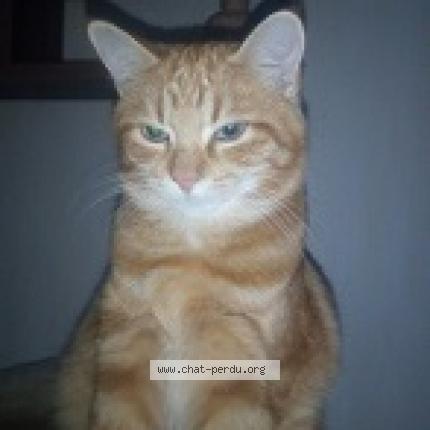 Foto 1/1 gavroche Chat perdido en Gujan mestras