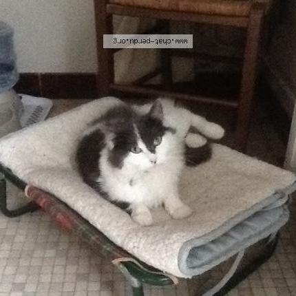 Foto 1/1 sans nom Chat perdido en Chevire le rouge bauge en anjou