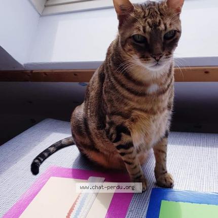 Foto 1/1 Yoda Chat perdido en Doeuil sur le mignon