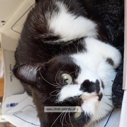 Foto 1/1 EASY Chat perdido en Saint andre de cubzac