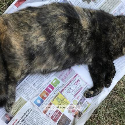 Foto 1/1 Gato encontrado Encontrado en Saulzet le chaud