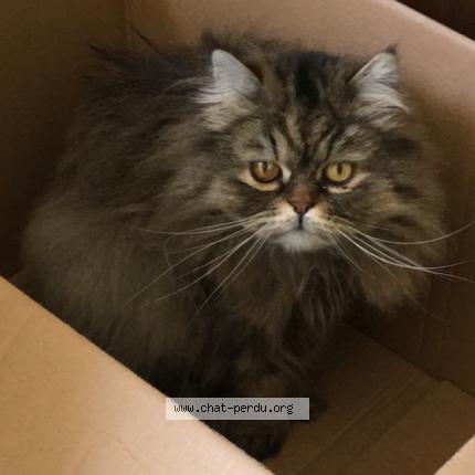 Foto 1/1 Mozart Chat perdido en Nantes